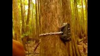 Permanent Bigfoot trail cam location