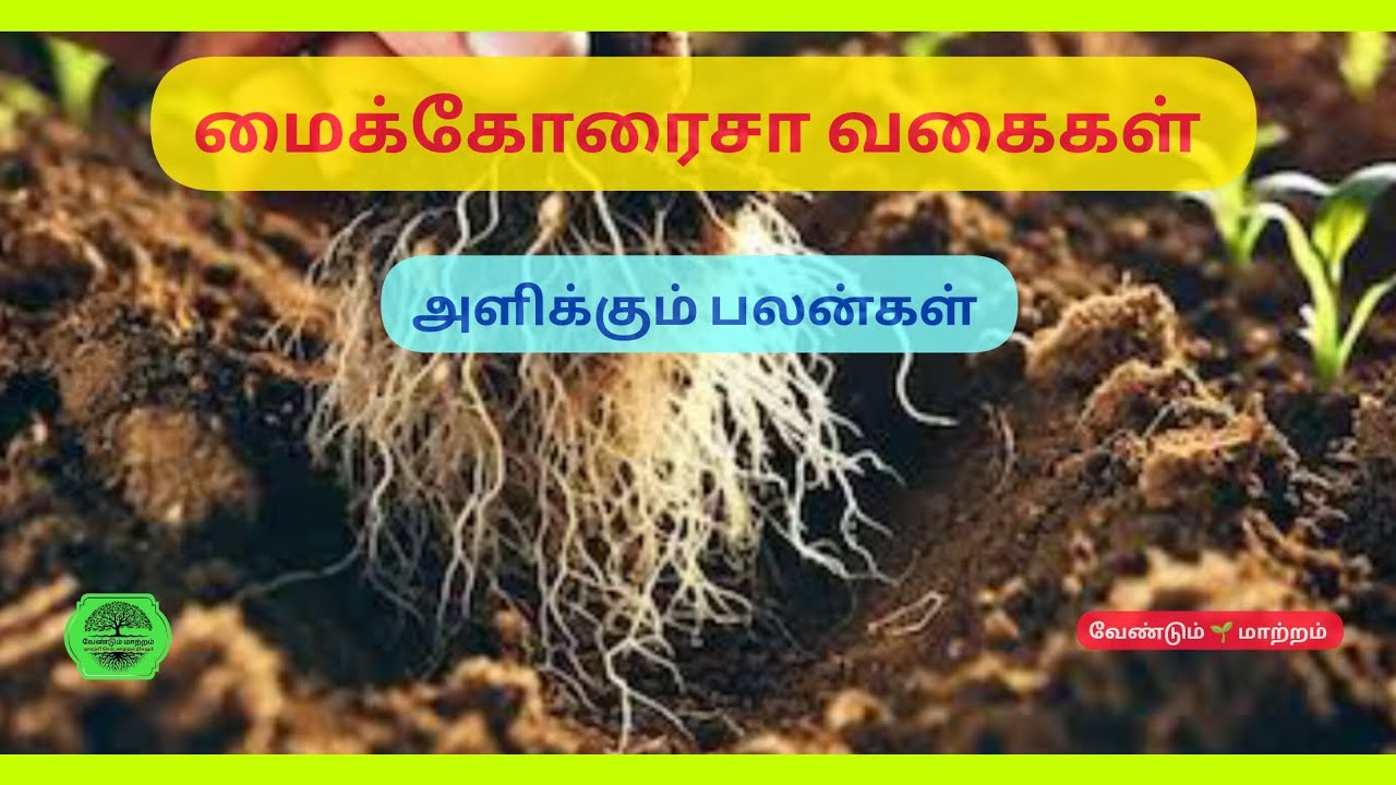 #மைக்கோரைசா