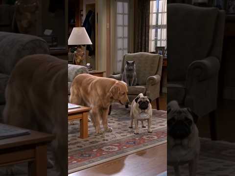 Chief & Champ: The Good Boy Voice