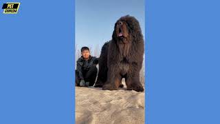 Hilarious Funny Dog Compilation| Cutest and Funniest Dogs Ever! Compilation #181 | Pet Comedia