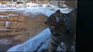 Tiger licks cold glass... instant regret Resimi