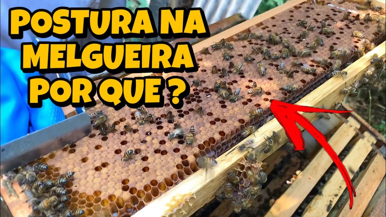 O QUE FAZER QUANDO TEM POSTURA NA MELGUEIRA ABELHAS APIS ! PART2 🐝🌻#abelhas #abelhaapis