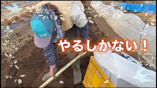 私の『苦手な作業No.1』…です【自然栽培・家庭菜園】