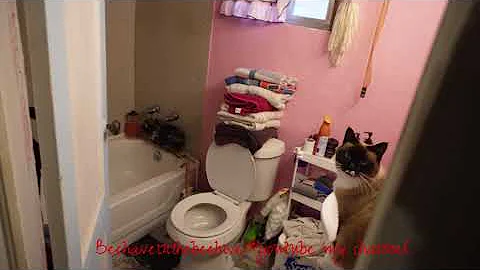 Video 11709051: adorable white cat, snowshoe cat