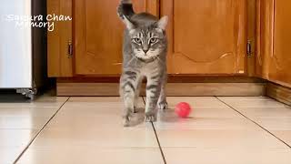 A Cat is Obsessed With This Inexpensive Toy  #猫 by さくらちゃんメモリー Sakura Chan Memory 4,809 views 9 months ago 1 minute, 54 seconds