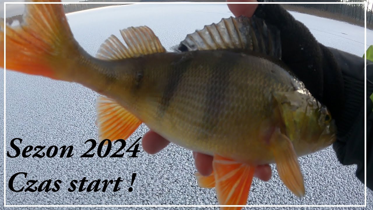 Zaczynam sezon podlodowy 2024 !!  Okonie na blaszke z lodu