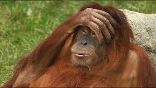 Звуки орангутана. Orangutan sounds.
