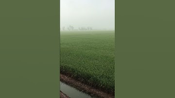 Hết tết rồi đi cầy thôi anh em ơi #shorts