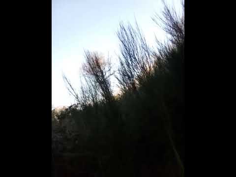 Chasse au sanglier et ferme des petits chiens courants suisse bernois affixe des p'tites tornades