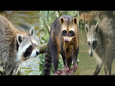 All Raccoon Species - Species List