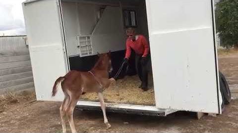 Foal Trailer Loading with Callie Klein and Rai