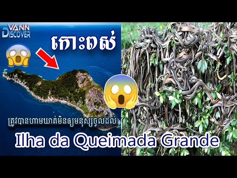 កោះពស់ Ilha da Queimada Grande ជាកន្លែងដ៏គ្រោះថ្នាក់បំផុតមួយ ប្រទេសប្រេស៊ីល | VANN DISCOVER