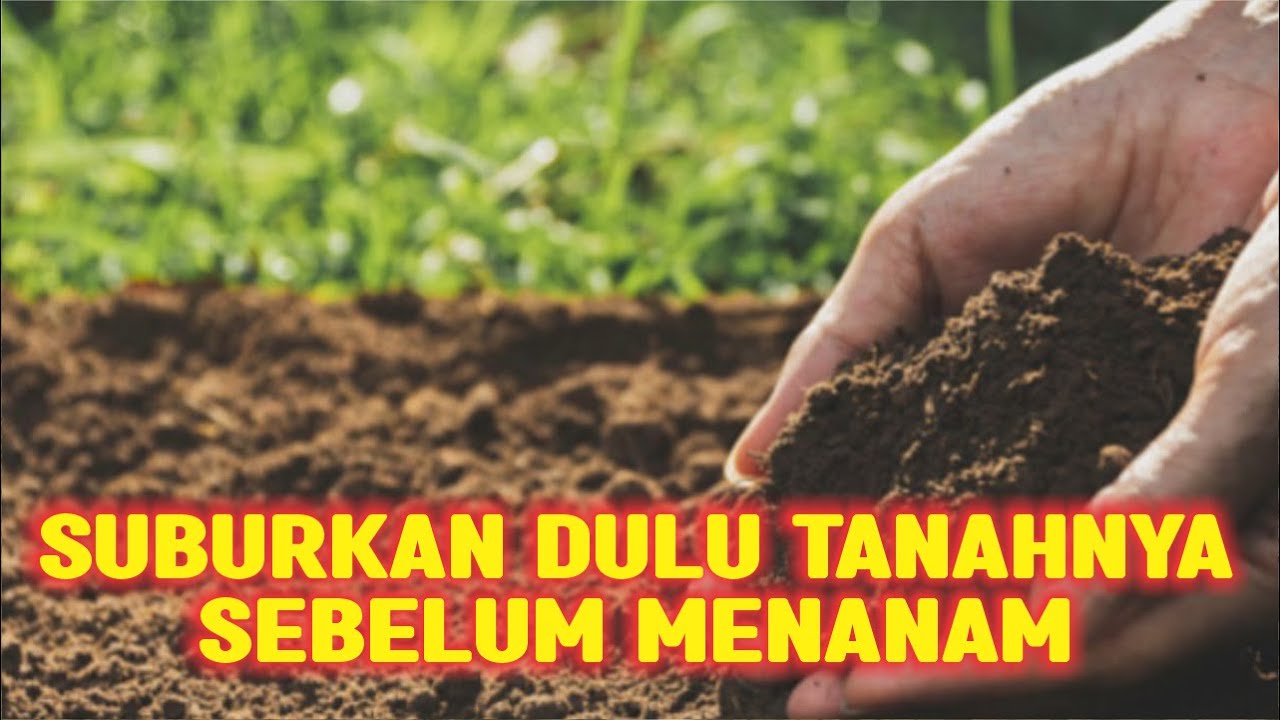 SUBURKAN DULU TANAHNYA SEBELUM MENANAM TANAMAN NYA