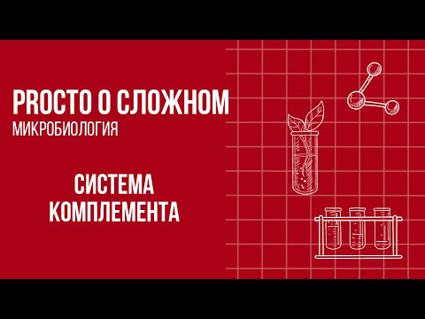 PROСТО О СЛОЖНОМ «Система комплемента»