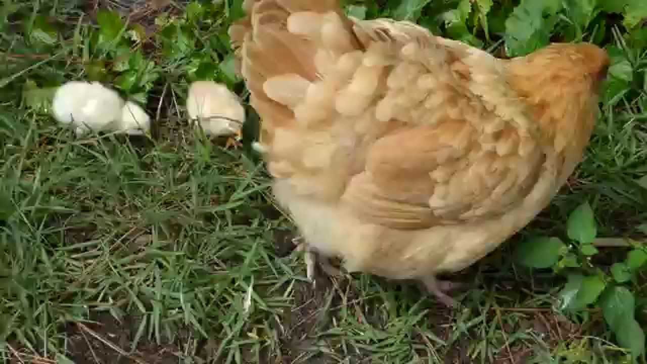 Eight Day Old Baby Chicks and Their Momma Hen - YouTube