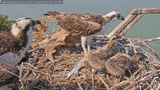 2024 05 12 Captiva Osprey Cam