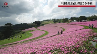 【速報】「桃色吐息」見頃迎える 千葉、桃色の丘うっとりと