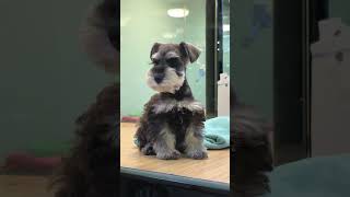 CESKY TERRIER DOG #shorts #viral #trending