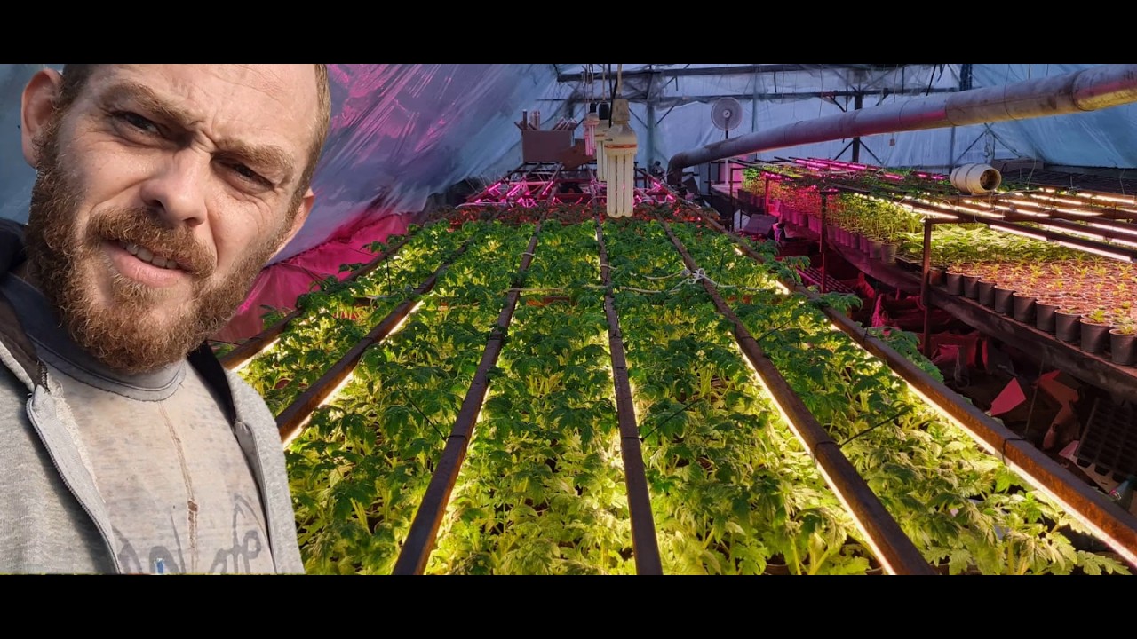 Делаем доп подсветку в рассаднике. Пикируем томат, сеем разную капусту.