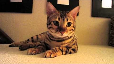 Watch the video about Adorable Bengal Kitten Purr Meow