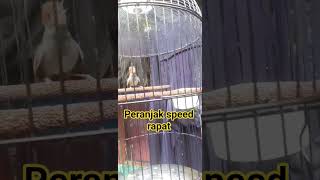 Download Lagu peranjak gacor speed rapat #kicaumania #peranjakgacor MP3