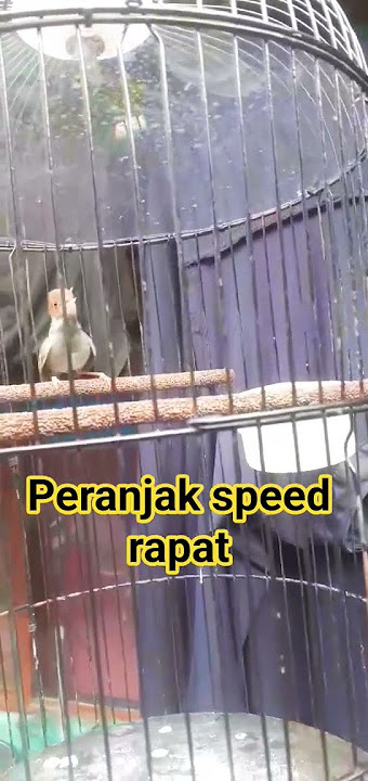 peranjak gacor speed rapat #kicaumania #peranjakgacor