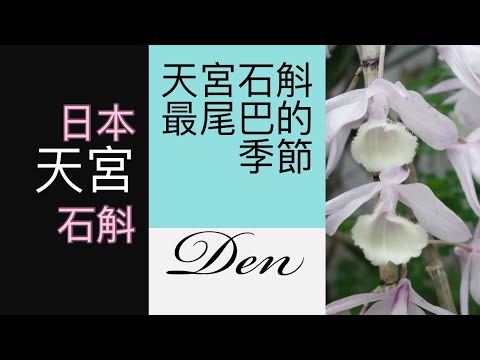 天宮石斛最尾端的季節日本天宮石斛 Youtube