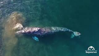 На Чукотке кит подплыл к берегу «почесать брюхо»