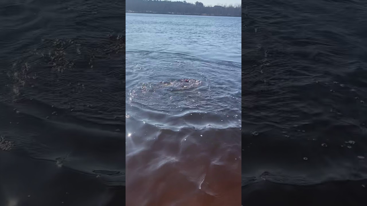 Castle rock dam Muskie