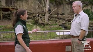 Gorilla Keeper Talk at Taronga Zoo Sydney