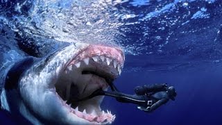 Top 5   World's Biggest Sharks