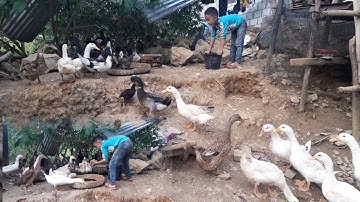 saib me nyuam hmoob mu pub qaib pub os 18/9/2021