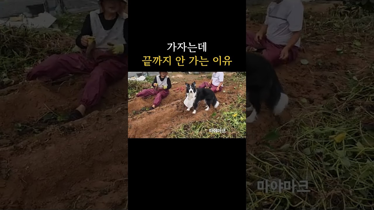 12살 강아지의 아주 큰 계획