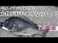 ヘチ釣りイガイの代わりのエサを使って年無しチヌが３連続で釣れた！→3枚目【チヌ釣り　黒鯛釣り　落とし込み釣り】