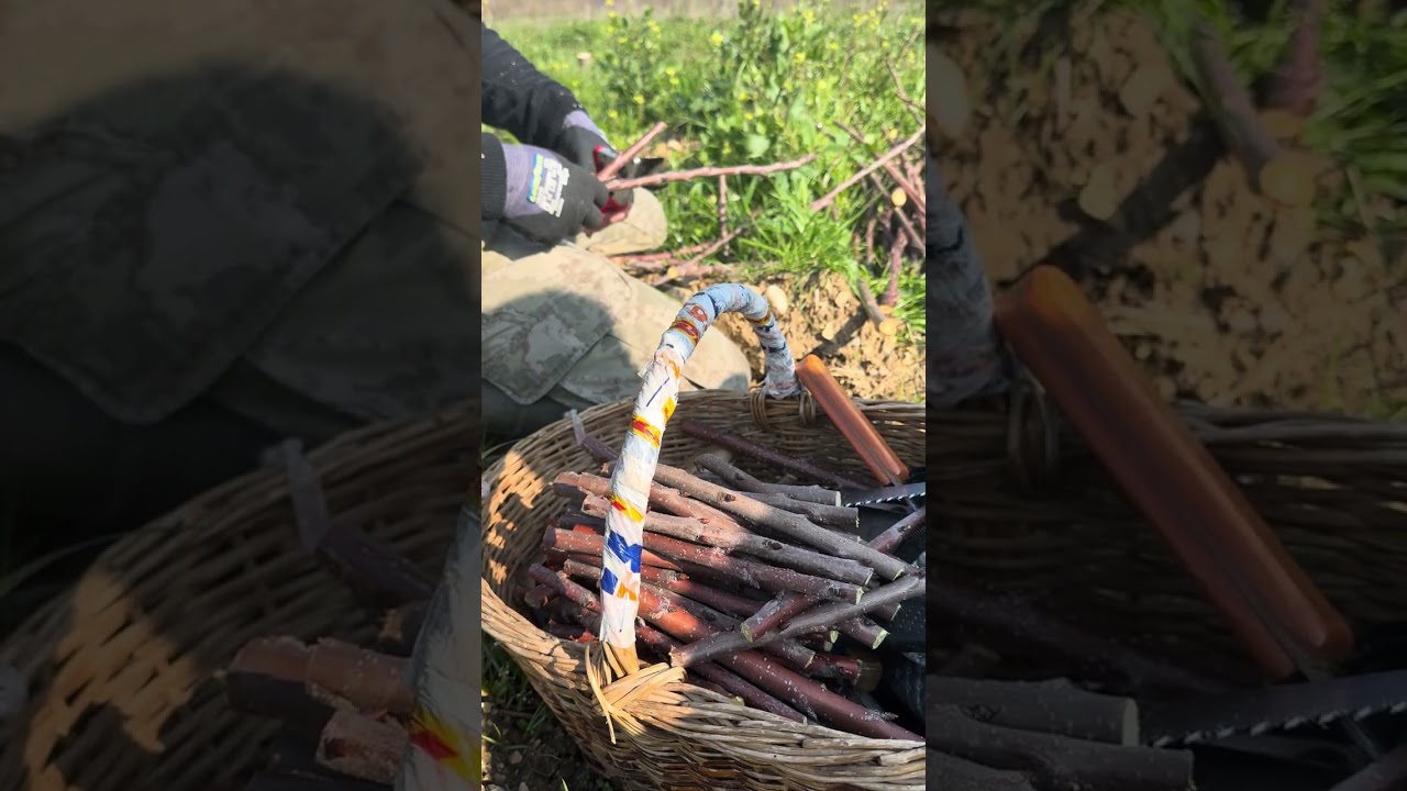 Bu video izleyen herkese aşı öğretiyor #organikmeyve #zeytinlik #youtubeshorts #survival #bushcraft 