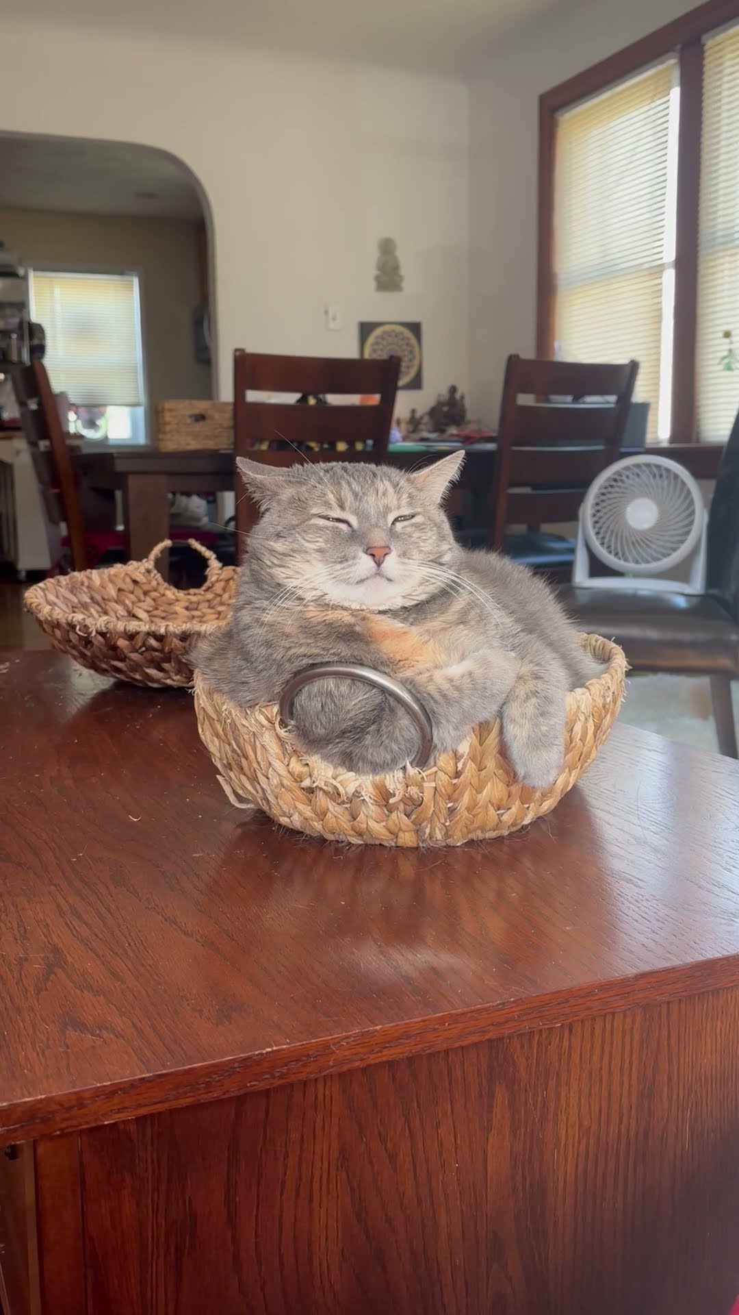 Queen Shinobi Meditates In Basket || ViralHog