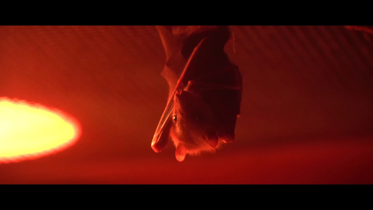 Сходил в зоопарк - увидел братьев! - YouTube