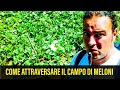 Come attraversare il campo di Meloni per fare i trattamenti