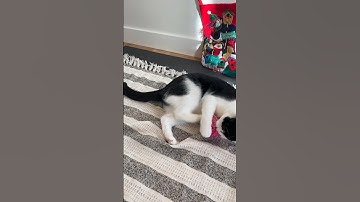 Christmas countdown : opening my cute and sassy tuxedo cat’s stocking | cat catnip toy
