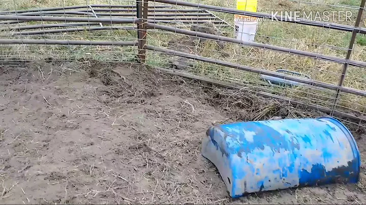 Pastured Hog Corral Setup
