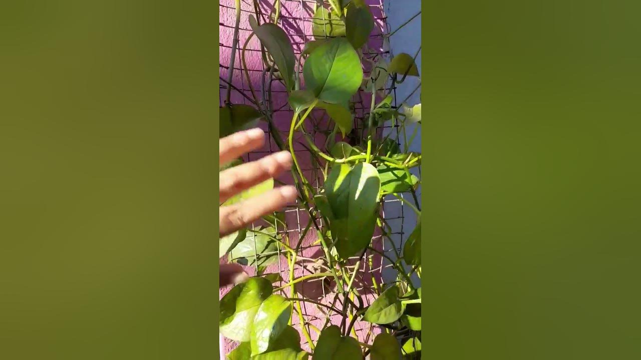 where-to-keep-money-plant-at-home-moneyplant-shorts-youtube