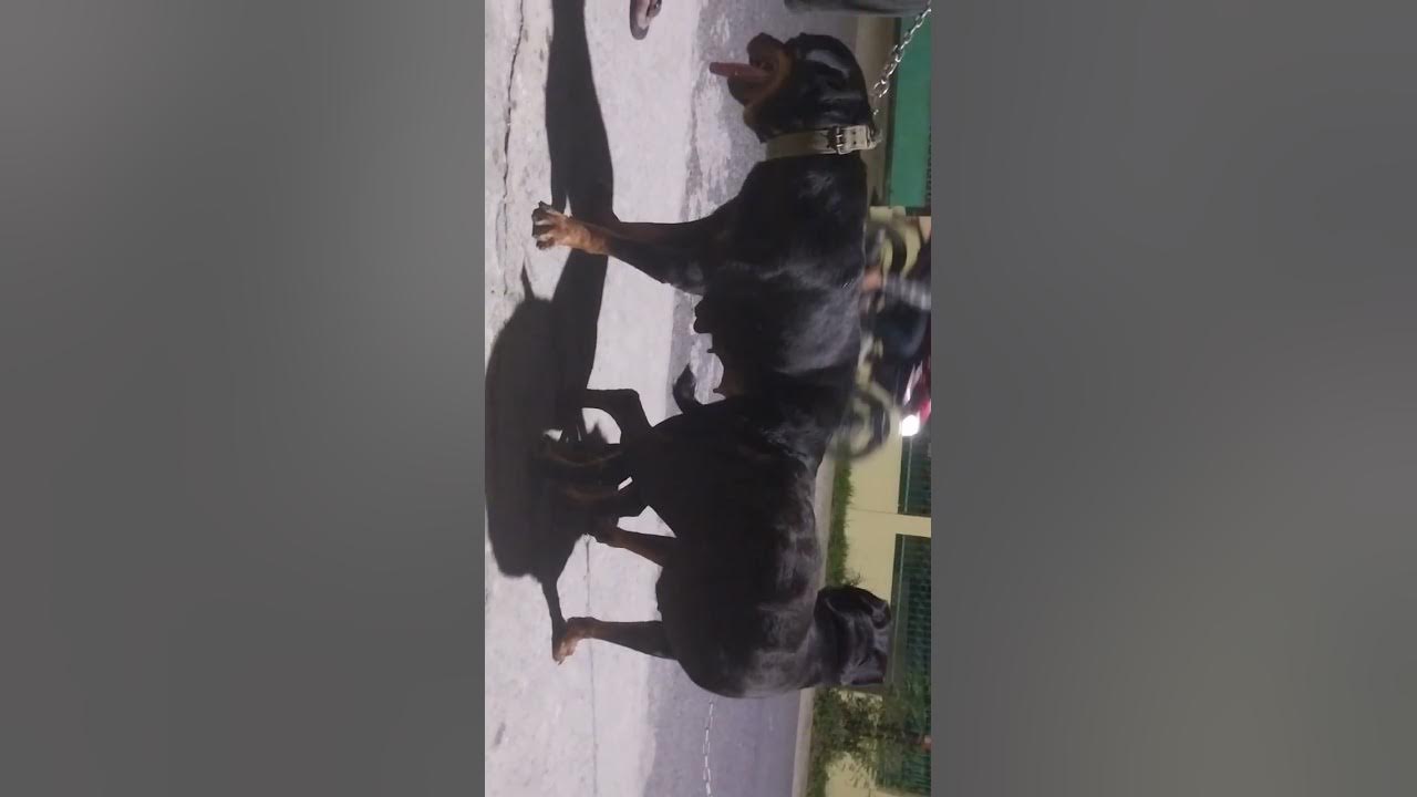 Perkawinan Anjing Rottweiler - YouTube