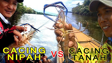 Membandingkan 2 jenis umpan untuk memancing udang galah.. cacing nipah vs cacing tanah