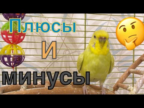 Волнистые попугаи. Вся правда. Плюсы и минусы птиц. Волнистый попугай Тоша Пушистик он лайф #попугай