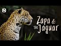 Zapa  the jaguar