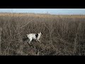 Охота с легавой, Курцхаар по Фазану. #охота#собаки#фазан#ружья