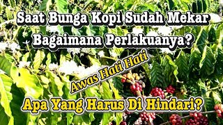 Bunga Kopi Sudah Mekar? Jangan Salah Langkah! Ini yang Wajib Dilakukan