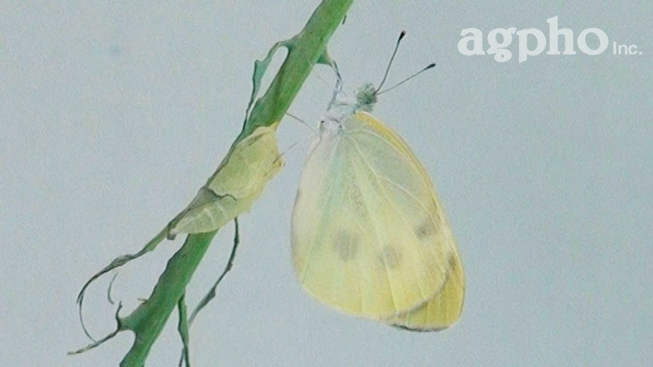 モンシロチョウ羽化 The Eclosion Of White Butterfly Youtube