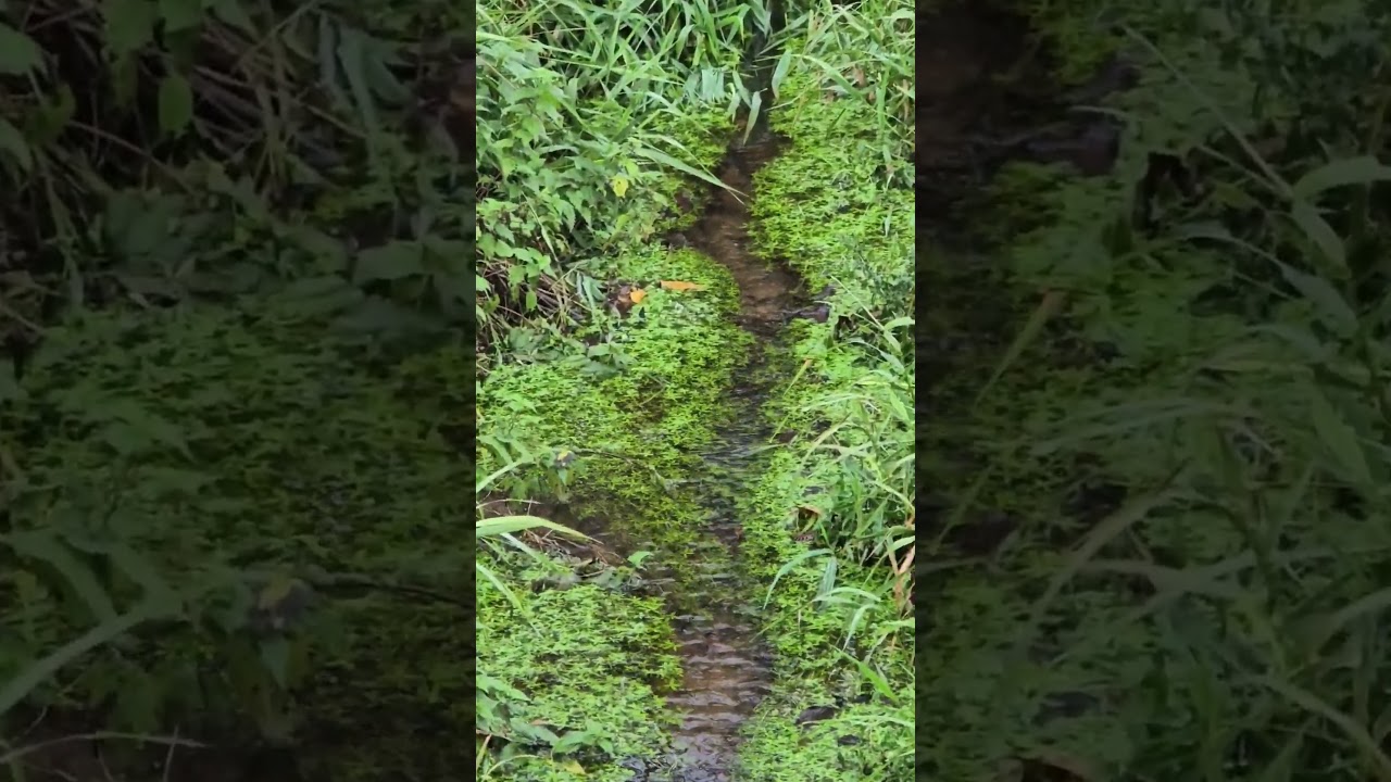 Green Mossy Creek 🌿💧 | Soft Flowing Water & Fresh Nature Calm | Aqurya Shorts