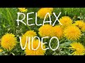 РЕЛАКС ВИДЕО / RELAX VIDEO